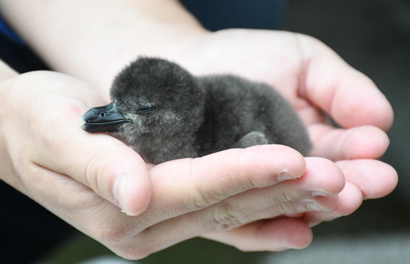 水族館で生まれたよ（1）ケープペンギン | 少年写真ニュース